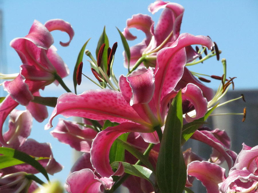 Pink Lilies With Blue Sky Photograph by Alfred Ng