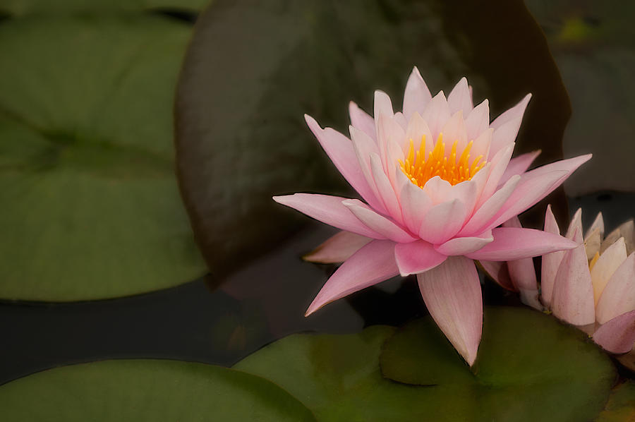 Pink Lilly Photograph by Paul Mangold