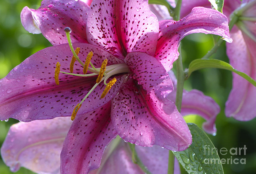 Lily Photograph - Pink Lily After the Rain by Sharon Talson