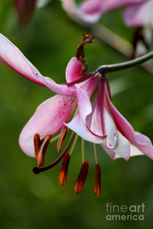 Pink Lily Bell Photograph by Christiane Schulze Art And Photography