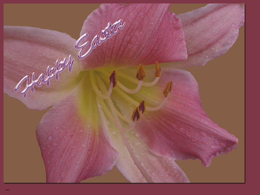 Lily Photograph - Pink Lily Easter Card by Debra     Vatalaro