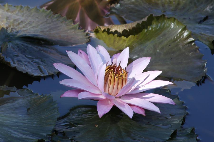 Pink Lily in Half Shade Photograph by John Lautermilch