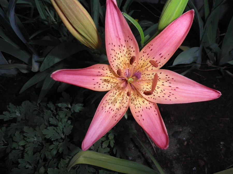 Pink Lily Photograph - Pink Lily by Kate Gallagher