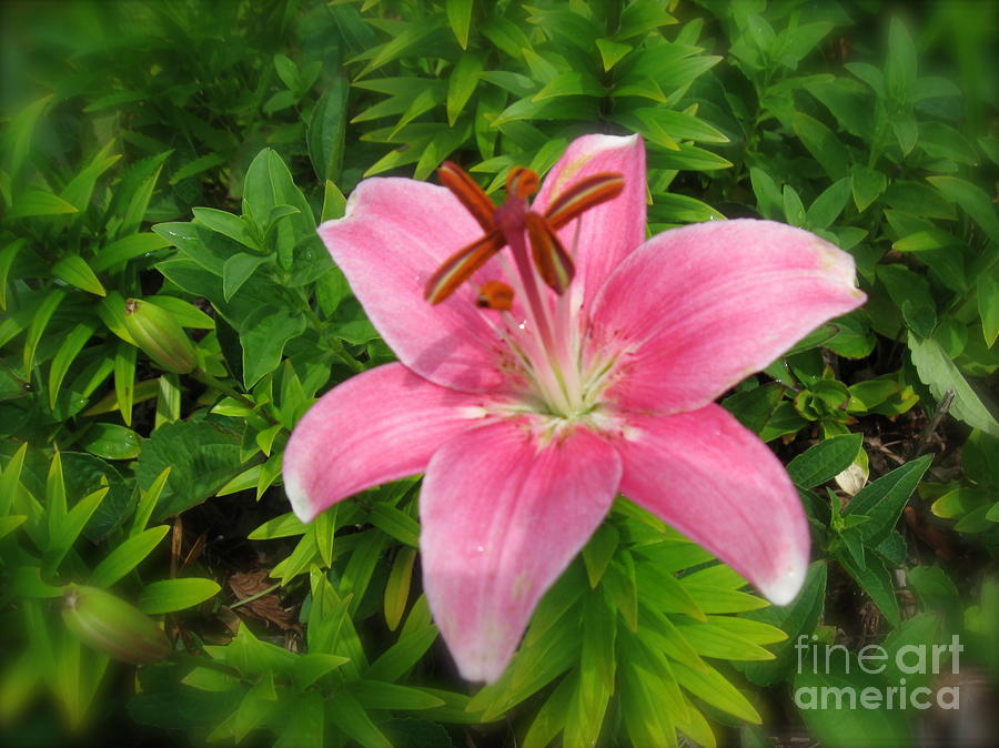 Pink Lily  Photograph by Nancy Patterson