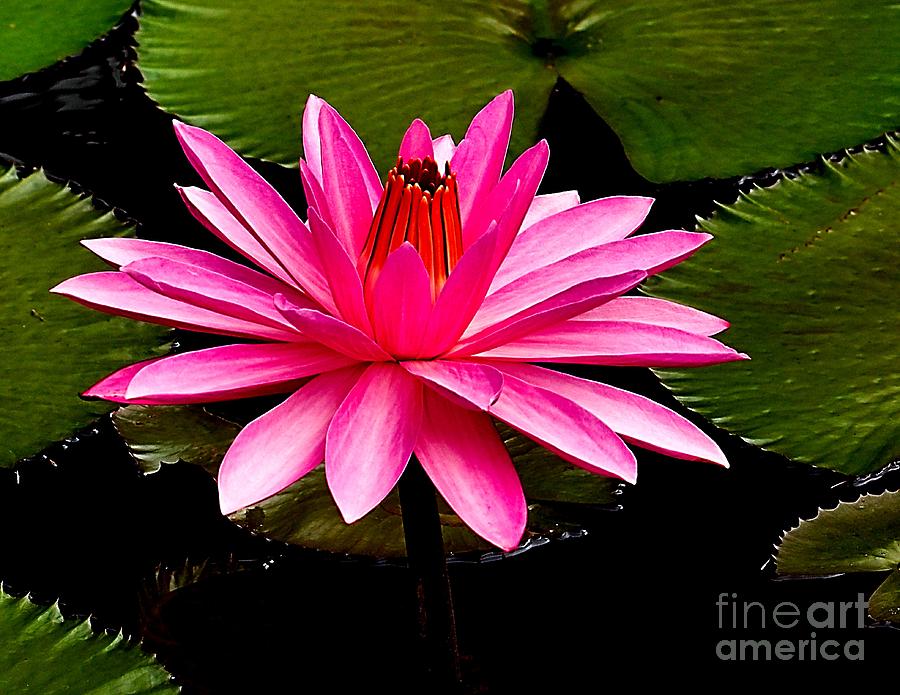 Pink Lily Photograph by Nick Zelinsky Jr