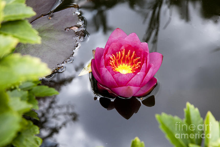 Pink Lily Pad Photograph
