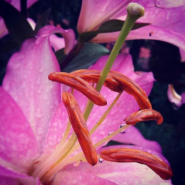 Lily Photograph - #pink #lily #water #rain #drops #macro by Julia Mironova