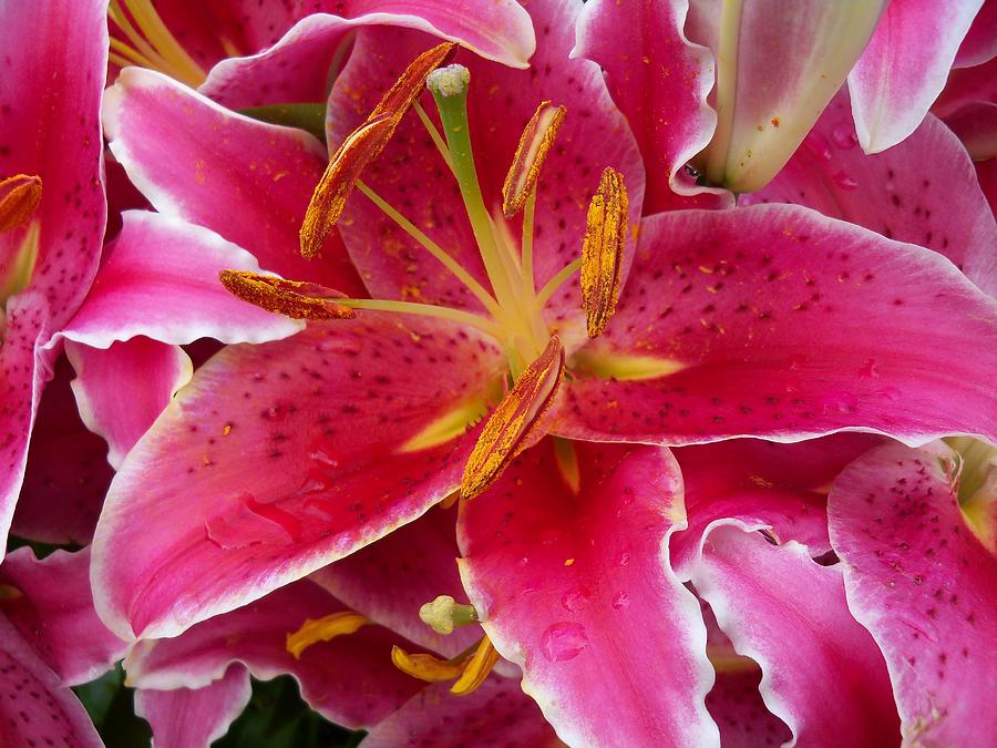 Pink Lily with Water Droplets Photograph by Corinne Elizabeth Cowherd ...