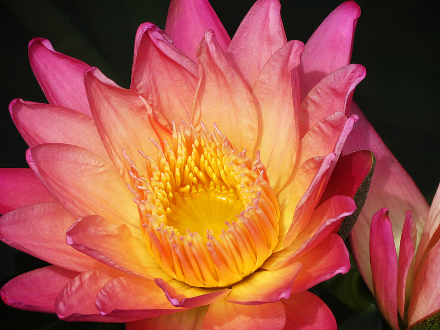 Pink Lily5 Photograph by Vijay Sharon Govender