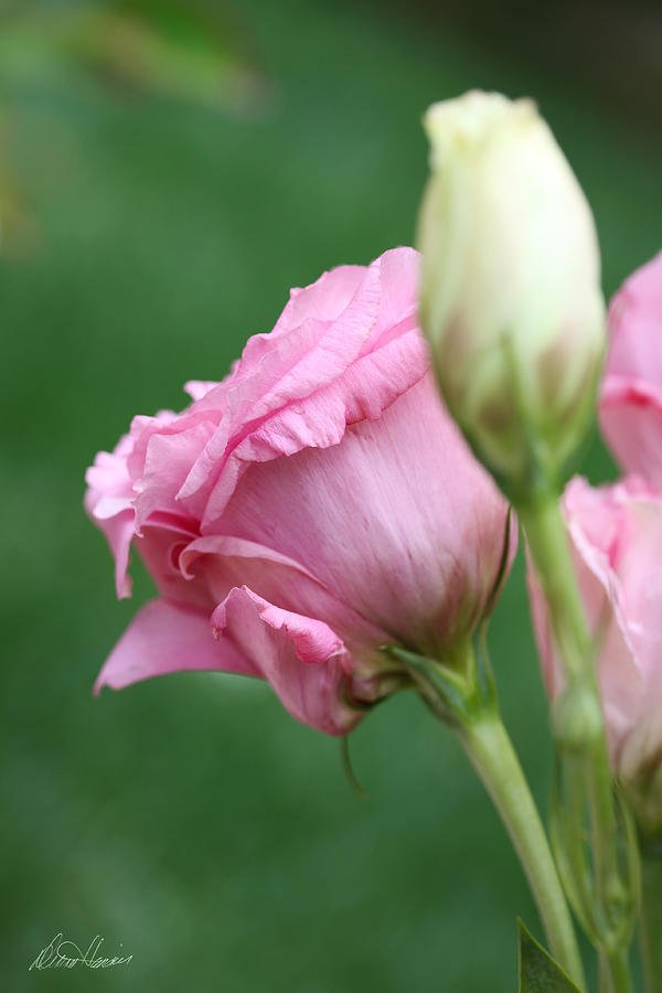 Pink Lisianthus Photograph by Diana Haronis