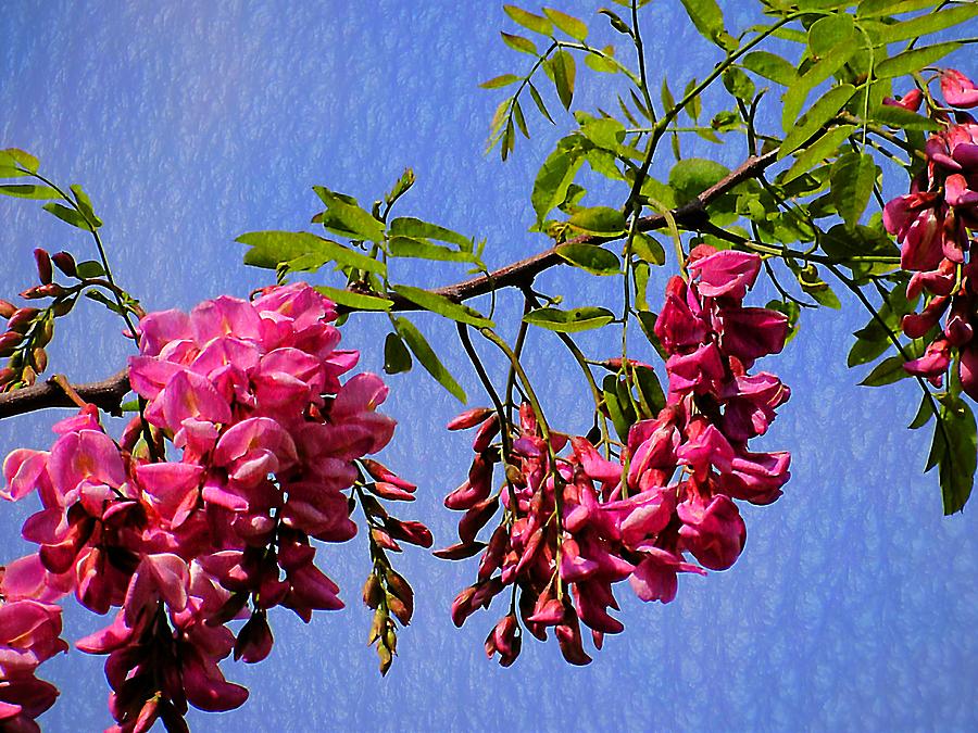 Flower Photograph - Pink Locust Blossoms by Beth Akerman