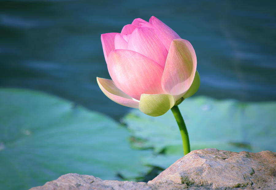 Summer Photograph - Pink Lotus 2 by Julie Palencia