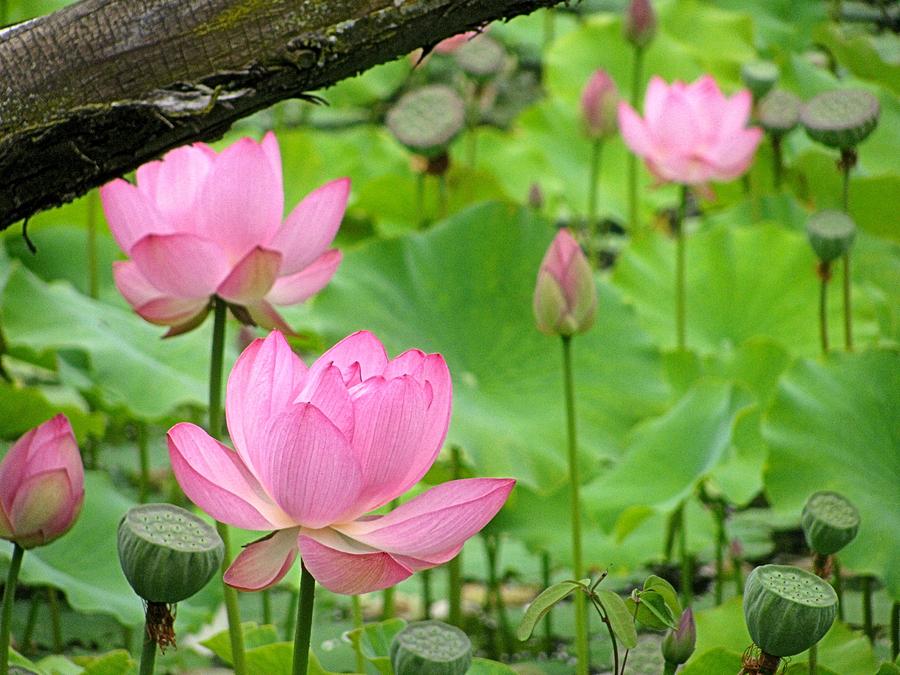 Pink Lotus Photograph by Alfred Ng