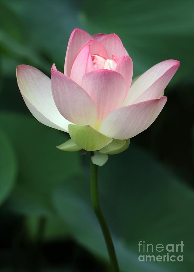 Pink Lotus Blooming Photograph by Sabrina L Ryan