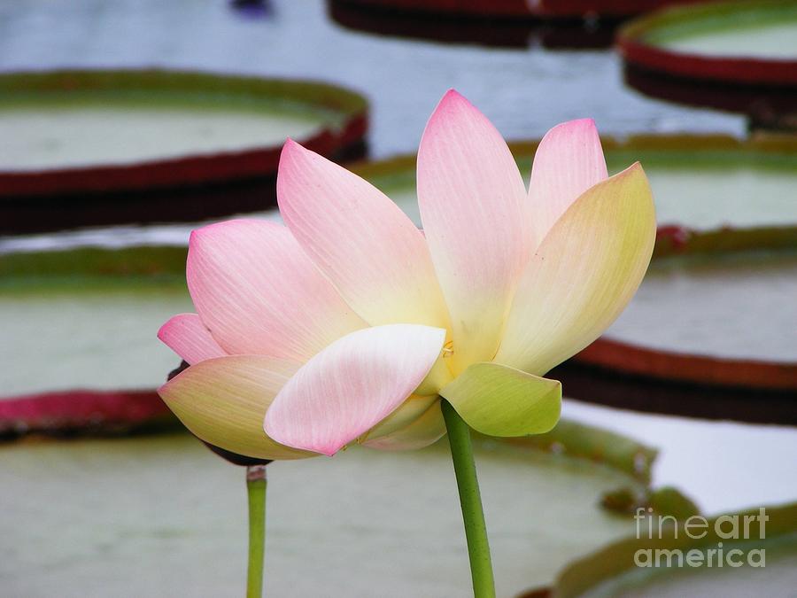 Pink Lotus Blossom Photograph by Margie Avellino