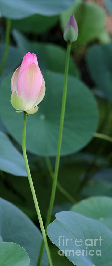 Pink Lotus Buds Photograph by Sabrina L Ryan