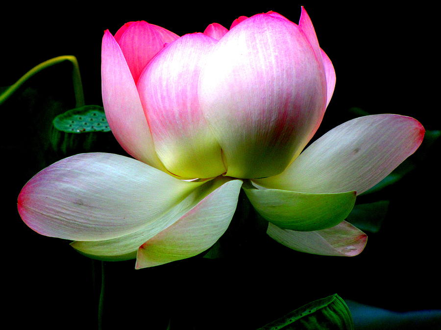 Lotus Photograph - Pink Lotus by Lisa Jayne Konopka