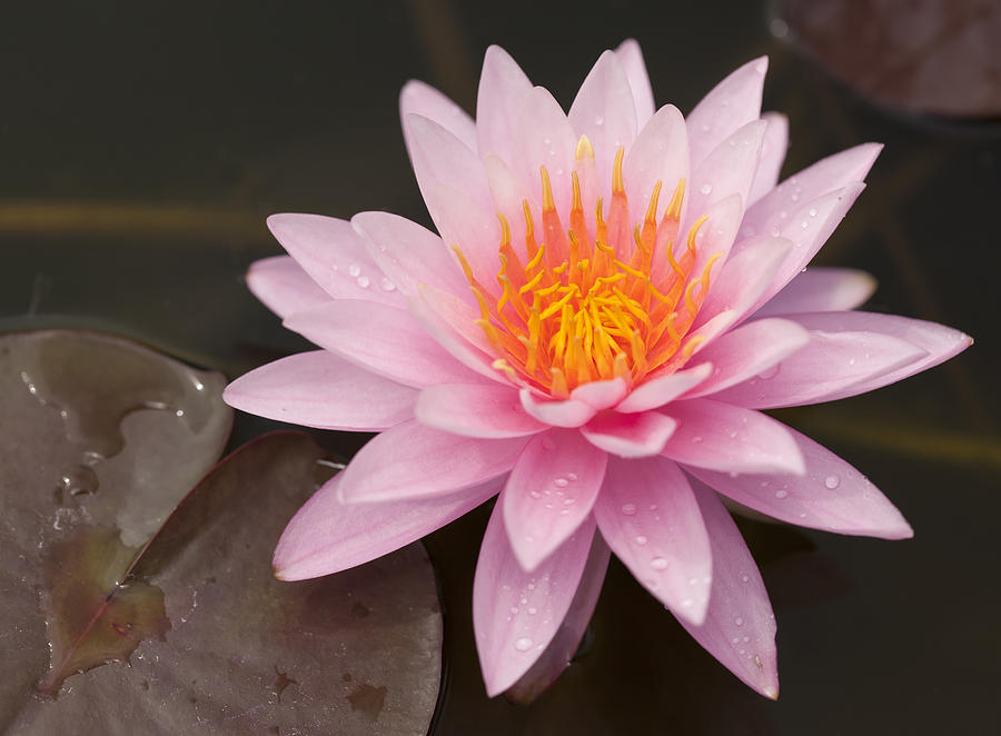 PInk Lotus on the River  Photograph by Anek Suwannaphoom