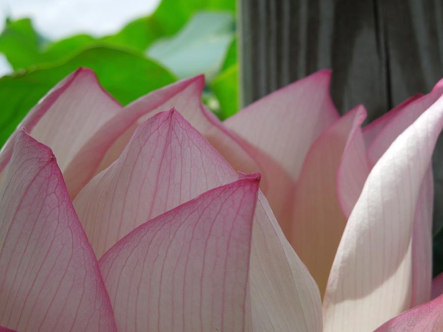 Pink Lotus Petals Photograph by Chad and Stacey Hall