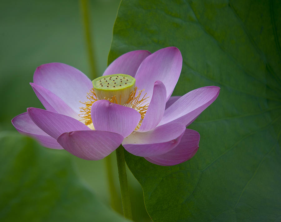 Pink Lotus Photograph by Rick Hartigan
