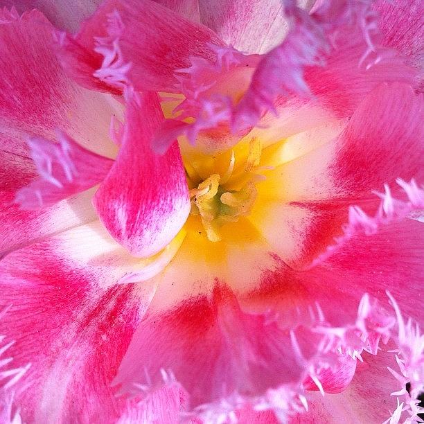 Cool Photograph - Pink lovely waves tulip by Julia Mironova