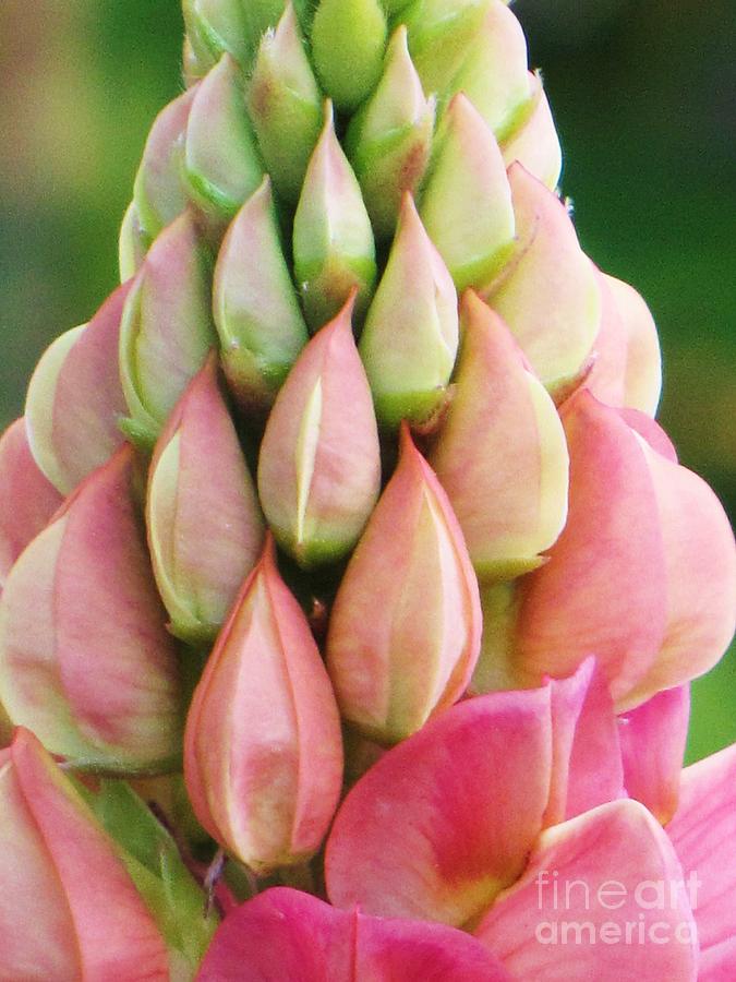 Pink Lupine Buds Photograph by Michele Penner
