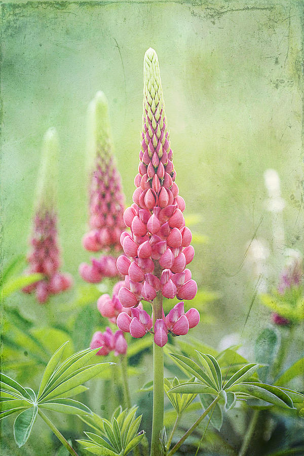 Pink Lupine Photograph by Cindi Ressler