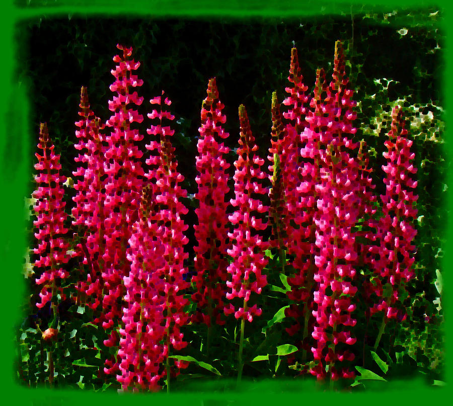 Pink Lupine Enhanced Photograph by Nick Kloepping