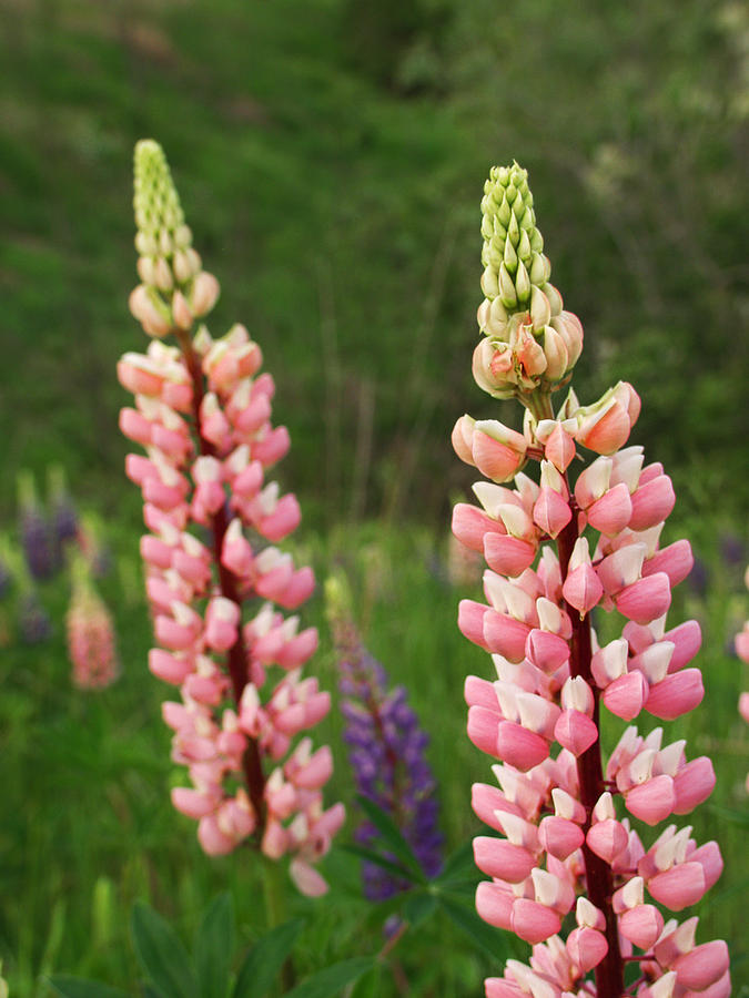 Pink Lupine Flower Blossoms Photograph by Randall Nyhof