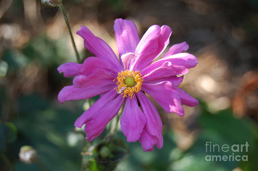 Pink Macro Photograph by Danielle Scott Pink Macro Photograph by Danielle Scott