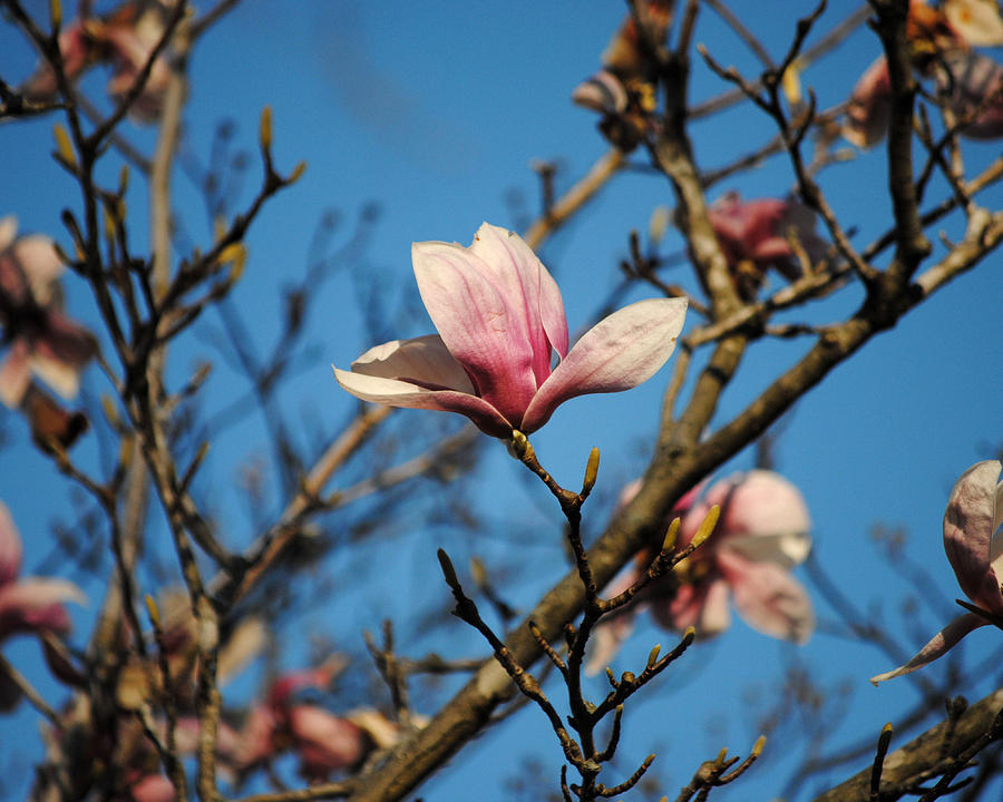 Pink Magnolia Flower Photograph by Jai Johnson