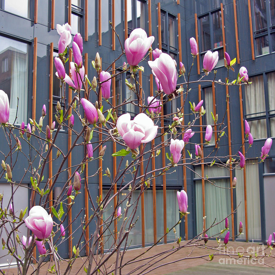 Magnolia Movie Photograph - Pink Magnolia. Square format by Ausra Huntington nee Paulauskaite