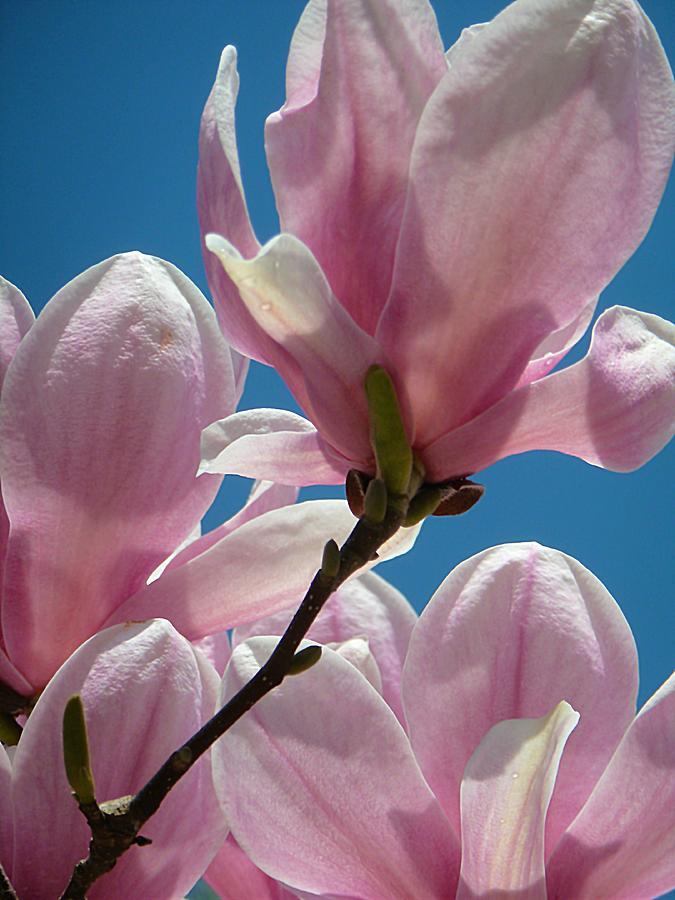 Flower Photograph - Pink Magnolias  by Beth Akerman