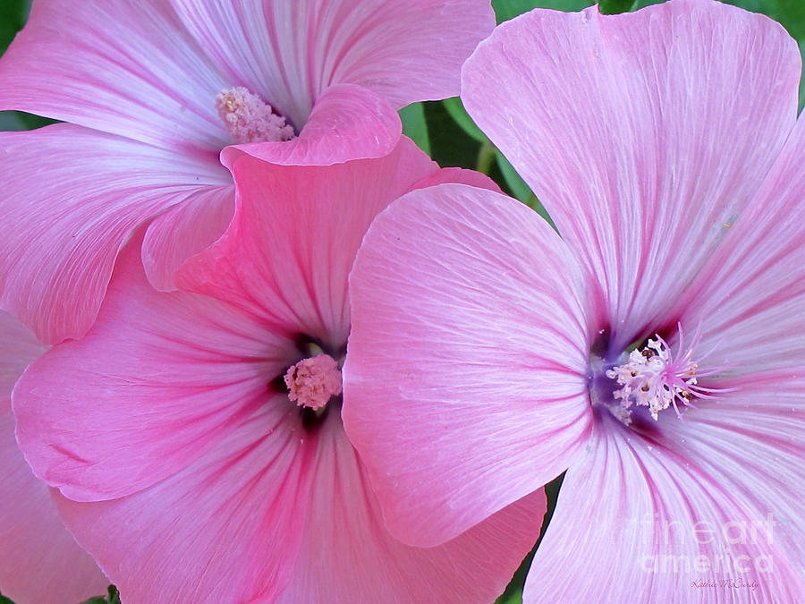 Pink Mallow Garden Photograph by Kathie McCurdy
