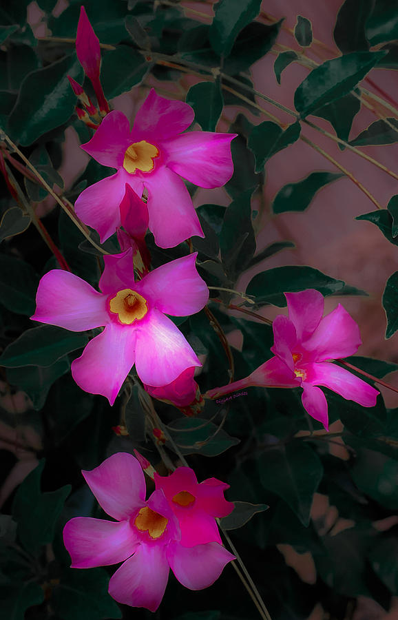 Pink Mandevilla Photograph by DigiArt Diaries by Vicky B Fuller