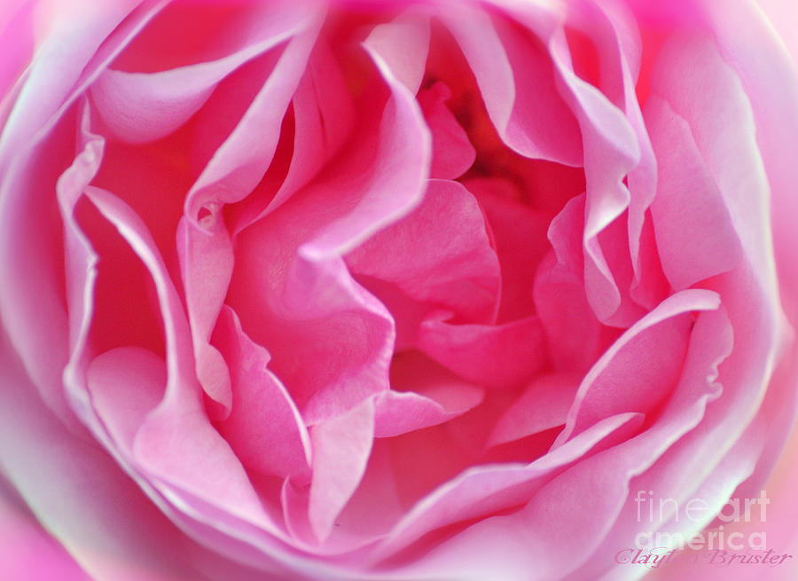 Pink March Rose 2012 Limited Edition Photograph by Clayton Bruster