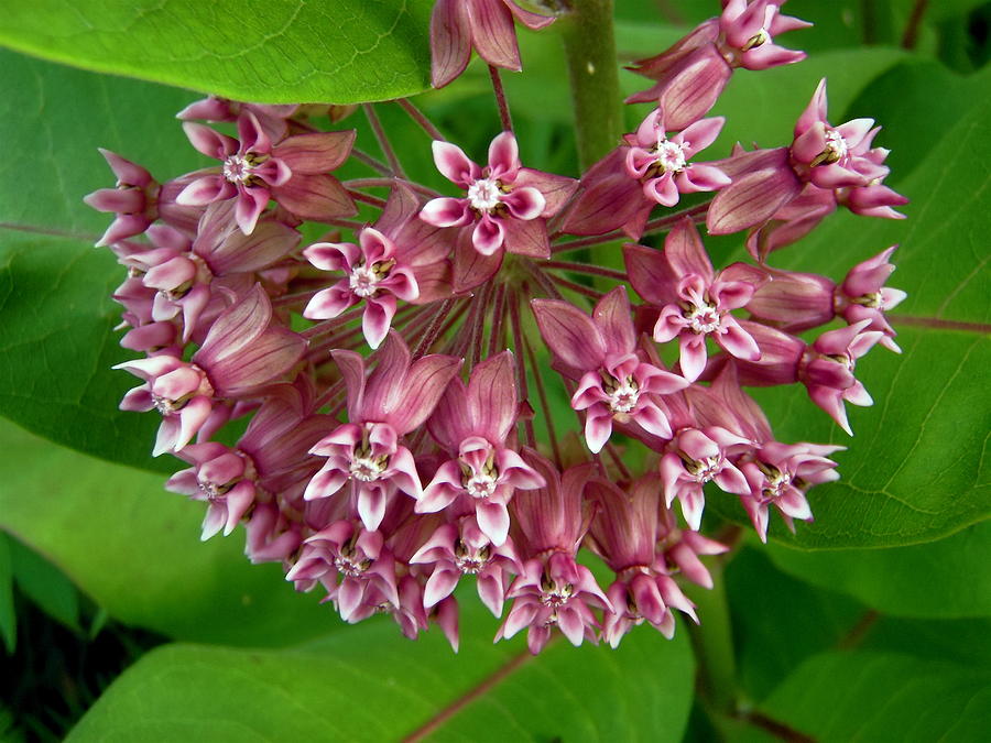 Pink Milkweed Photograph by Stephanie Moore