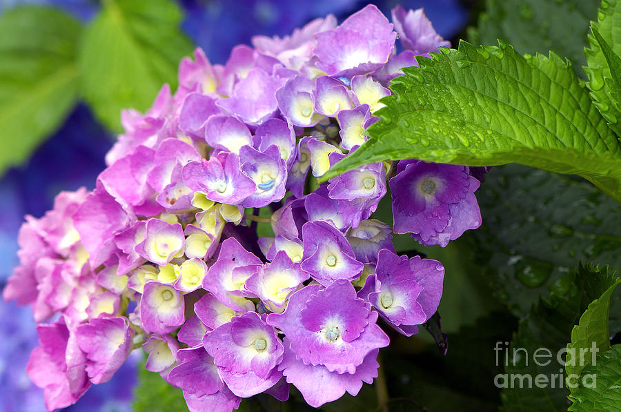 Pink Mophead Hydrangea Photograph by Sharon Talson