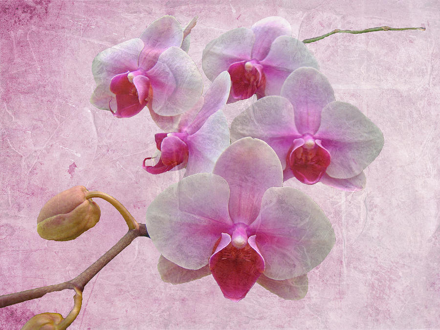 Pink Moth Orchids - Phalaenopsis Photograph by Carol Senske