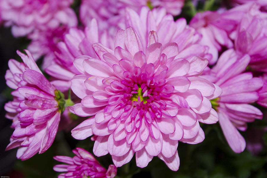 Pink Mum Photograph by Randy Roark - Fine Art America