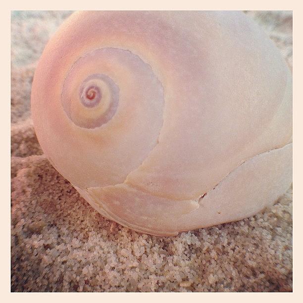 Beach Photograph - Pink Nautilus by Beach Bum Chix