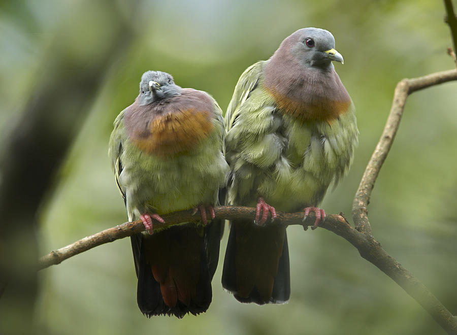 Pink Necked Green Pigeon Pair Jurong Photograph by Tim Fitzharris