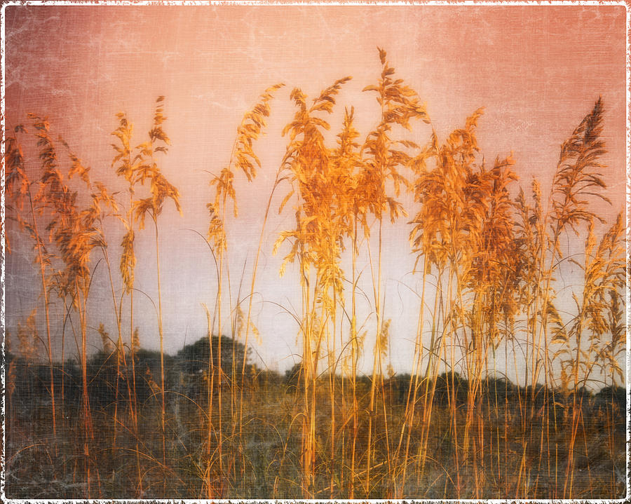 Pink Oat Vision Photograph by Barbara Northrup | Fine Art America