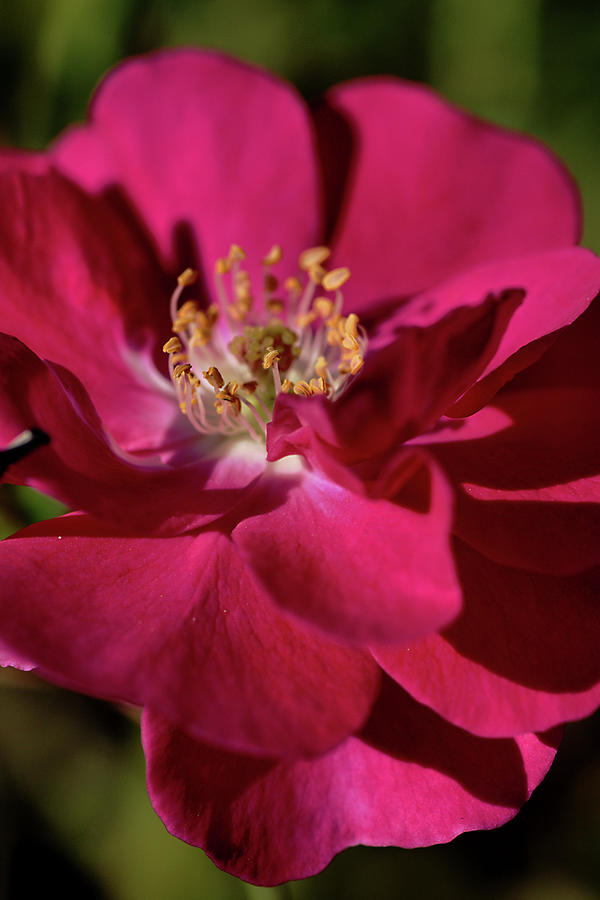 Pink of Rose Photograph by Joy Watson
