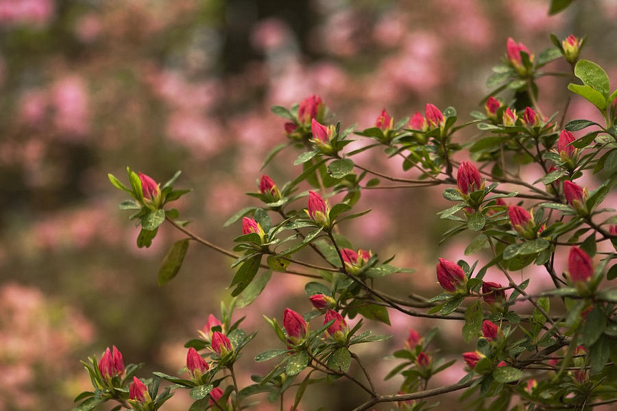Pink On Pink Spring Blooming Azaleas At Callaway Gardens Atlanta