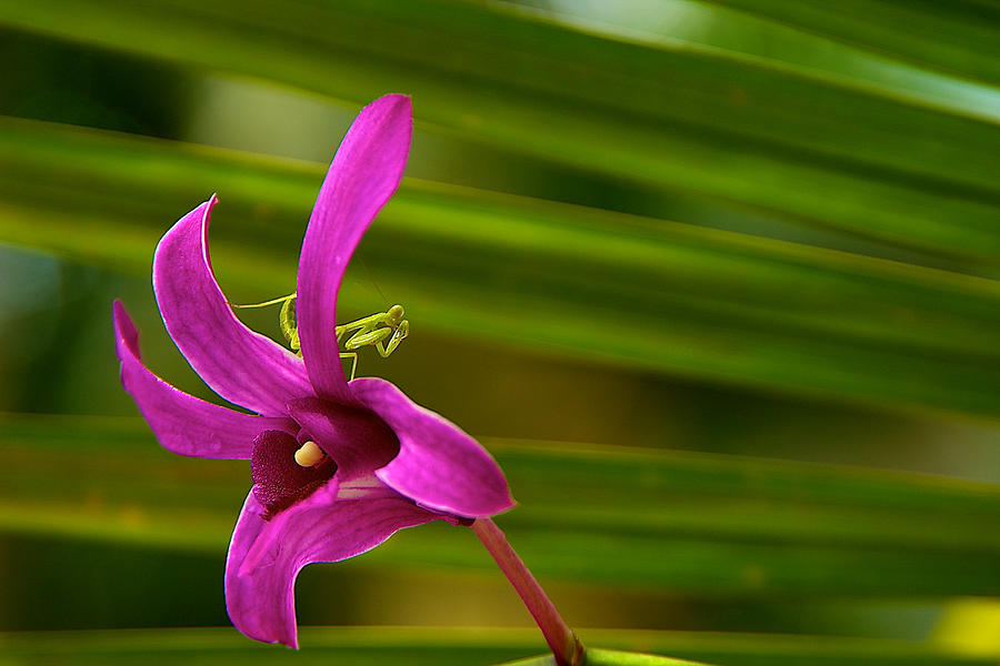 Pink Orchid and the Mantis Photograph by Arj Munoz