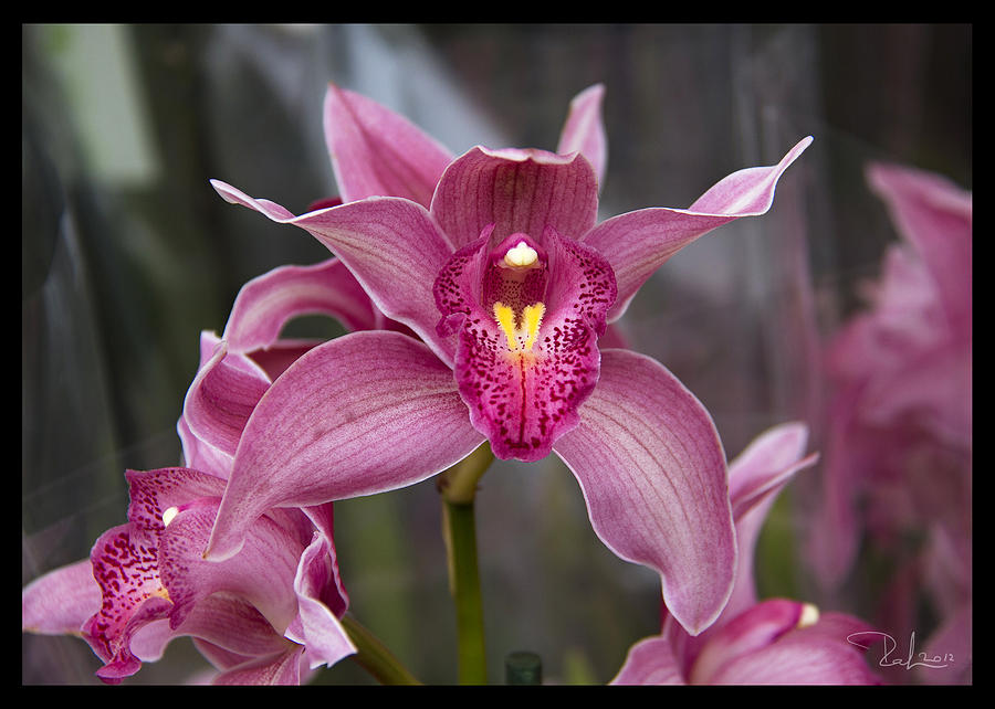 Pink Orchid  card Photograph by Raffaella Lunelli