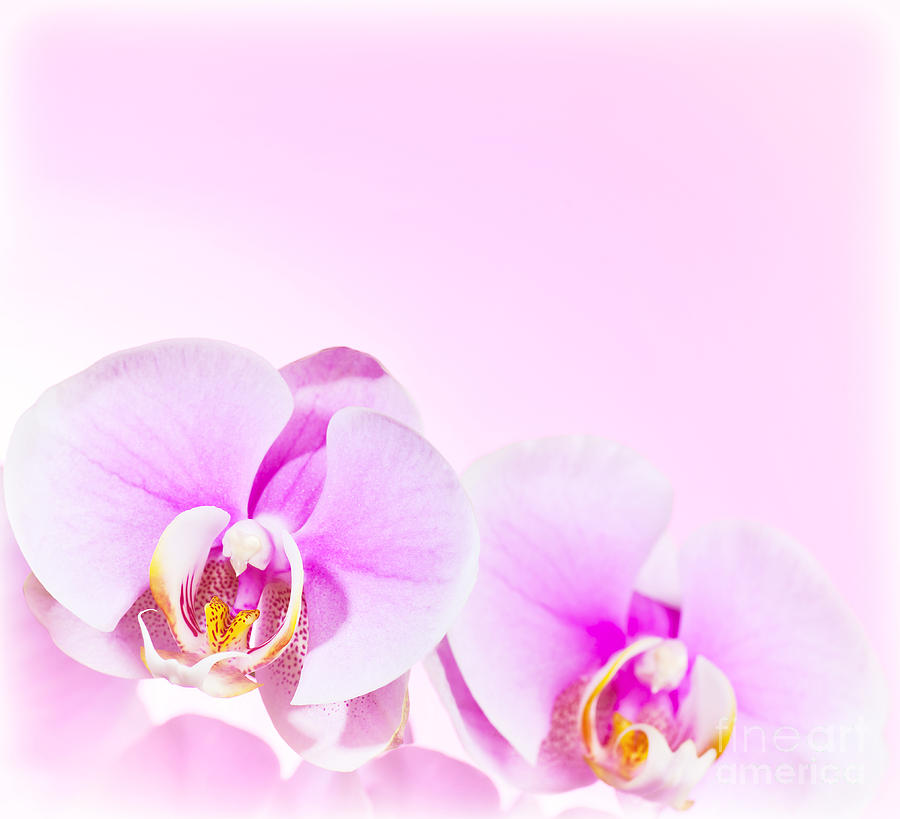 Pink Orchid flower border Photograph by Anna Om