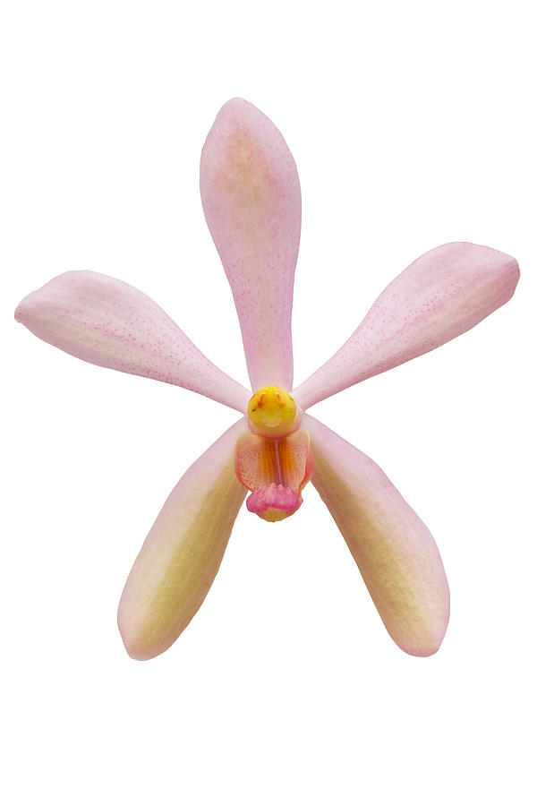 Asian Photograph - Pink Orchid Head by Atiketta Sangasaeng Asian Photograph - Pink Orchid Head by Atiketta Sangasaeng