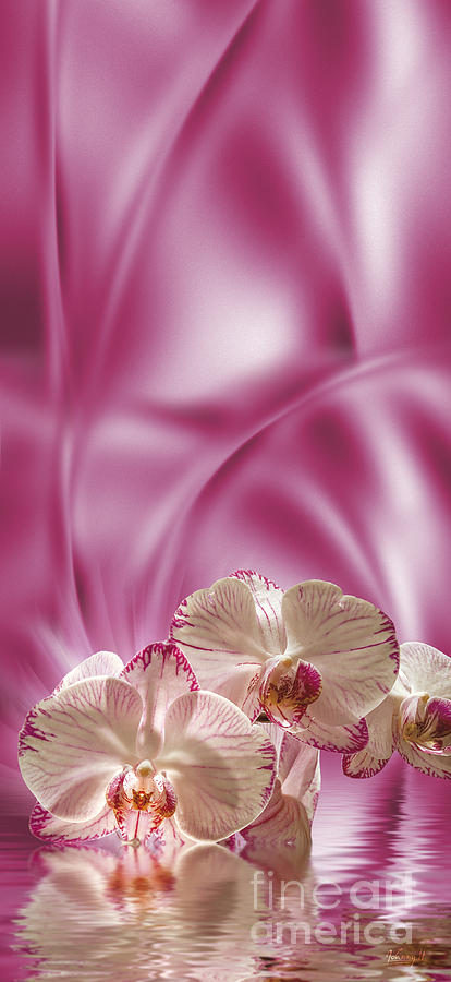Pink orchid Digital Art by Johnny Hildingsson